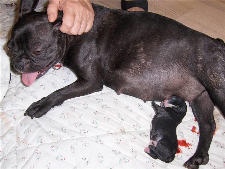 Fransk bulldog Tusnelda billede 4