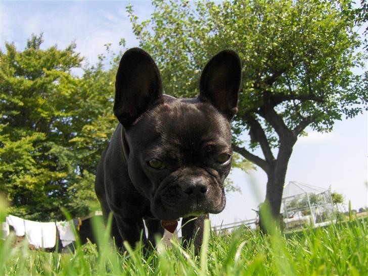 Fransk bulldog Tusnelda billede 5