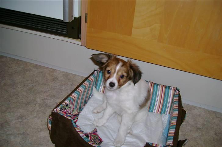 Papillon Bertha - Da jeg kom hjem os min familie for første gang. billede 7