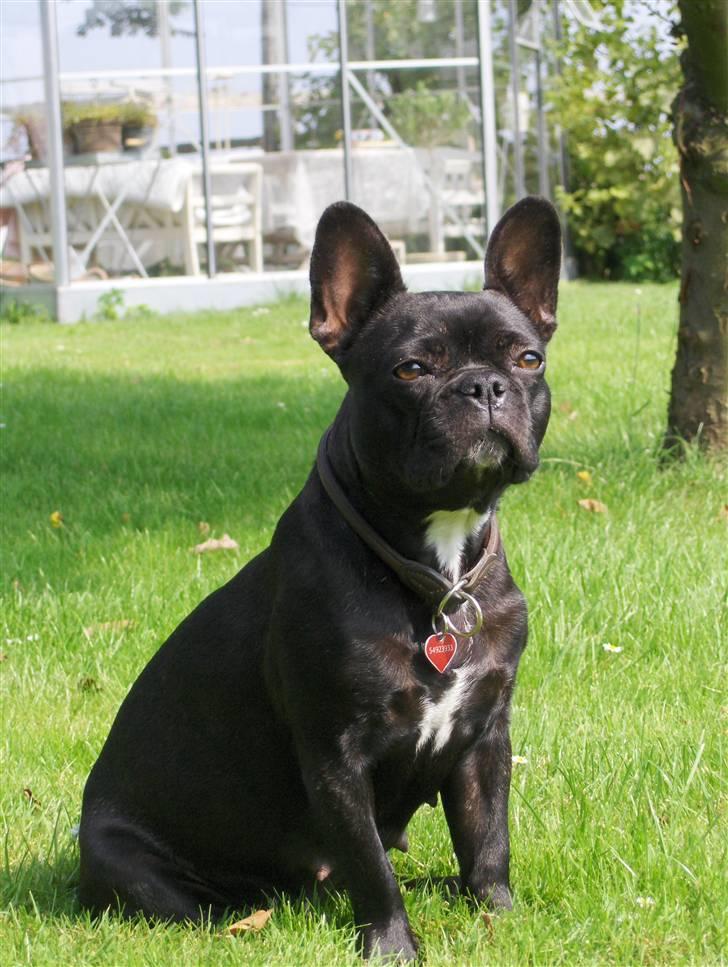 Fransk bulldog Tusnelda billede 6