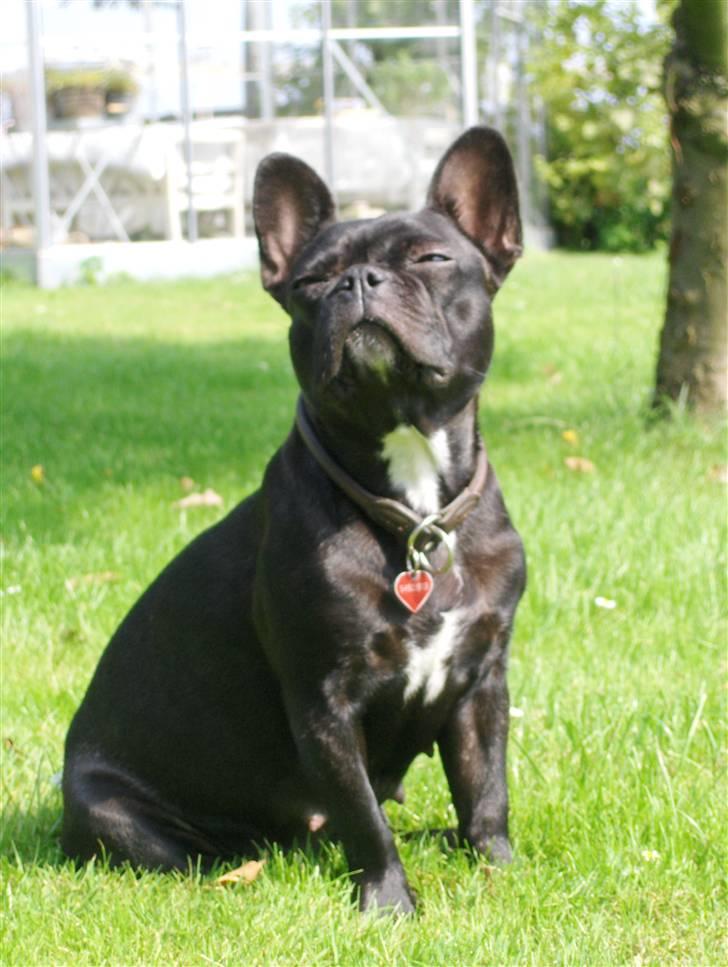 Fransk bulldog Tusnelda billede 7