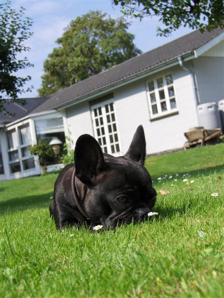 Fransk bulldog Tusnelda billede 8