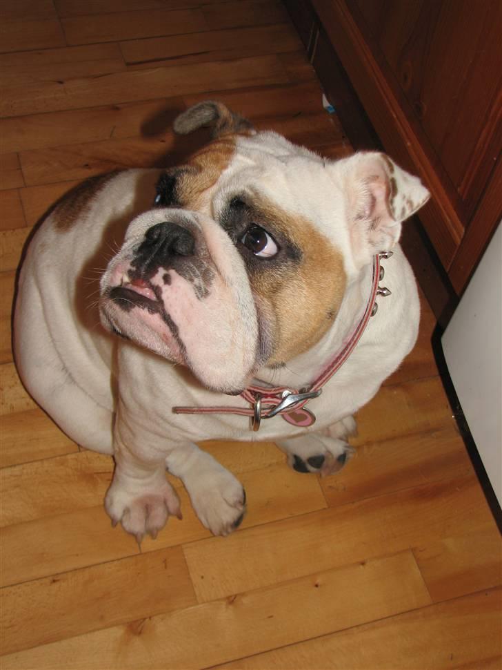 Engelsk bulldog Rosa - "Rosie" - Hvem - Mig....??? billede 13