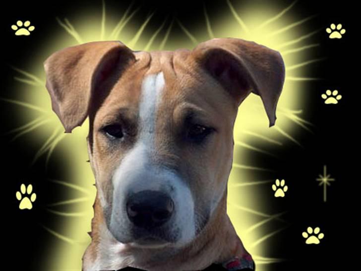 Blanding af racer grækerhunden Trøffel billede 1