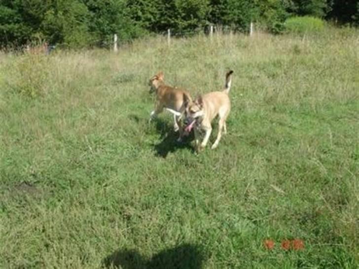Blanding af racer grækerhunden Trøffel billede 2