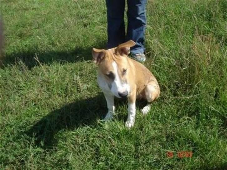 Blanding af racer grækerhunden Trøffel billede 3