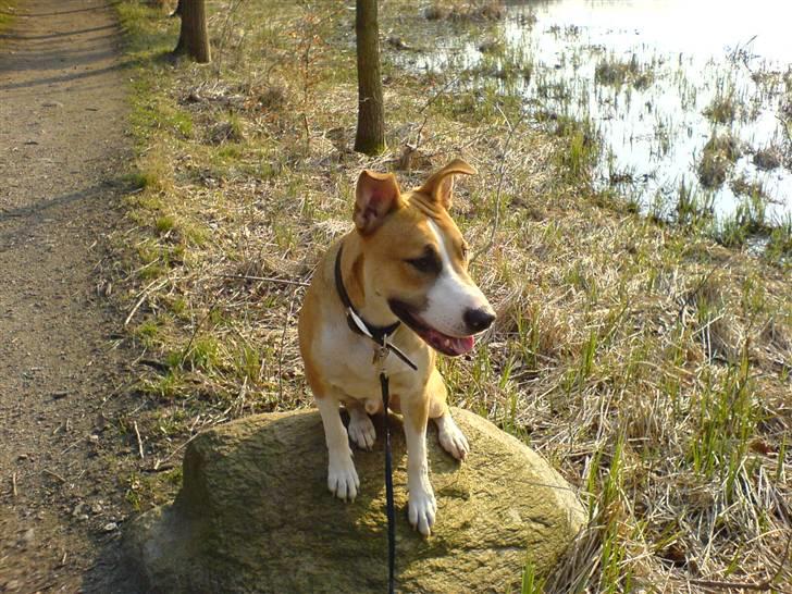 Blanding af racer grækerhunden Trøffel billede 4