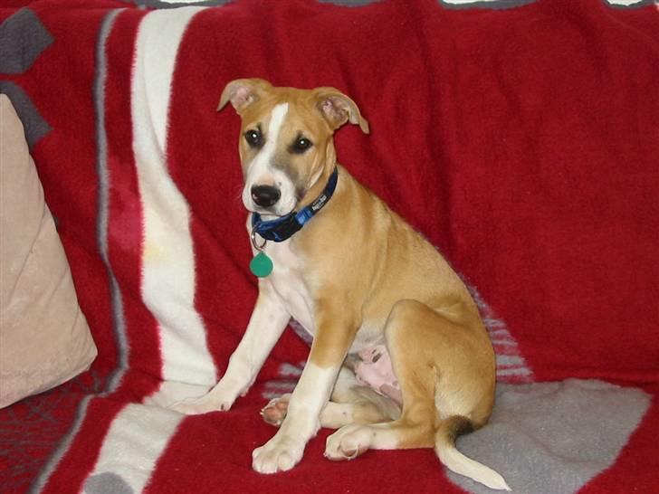 Blanding af racer grækerhunden Trøffel - lige kommet hjem til sin mor billede 5