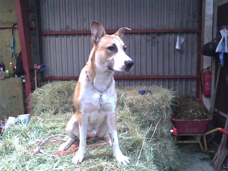 Blanding af racer grækerhunden Trøffel billede 6