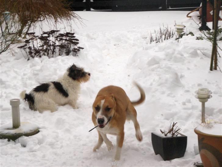 Blanding af racer grækerhunden Trøffel - Trøffel første vinter i danmark billede 7