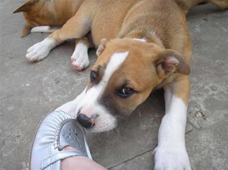 Blanding af racer grækerhunden Trøffel - Trøffel i grækenland billede 8