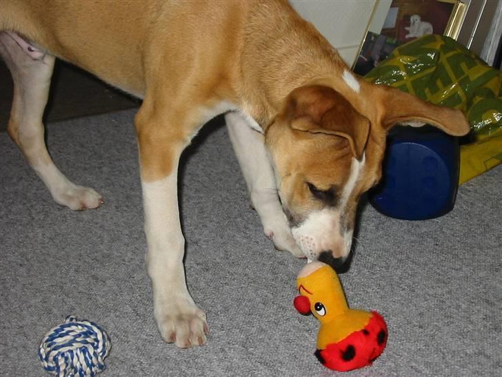 Blanding af racer grækerhunden Trøffel billede 9