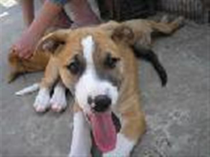 Blanding af racer grækerhunden Trøffel - Trøffel i grækenland  billede 10