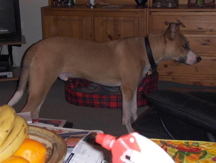 Blanding af racer grækerhunden Trøffel billede 11