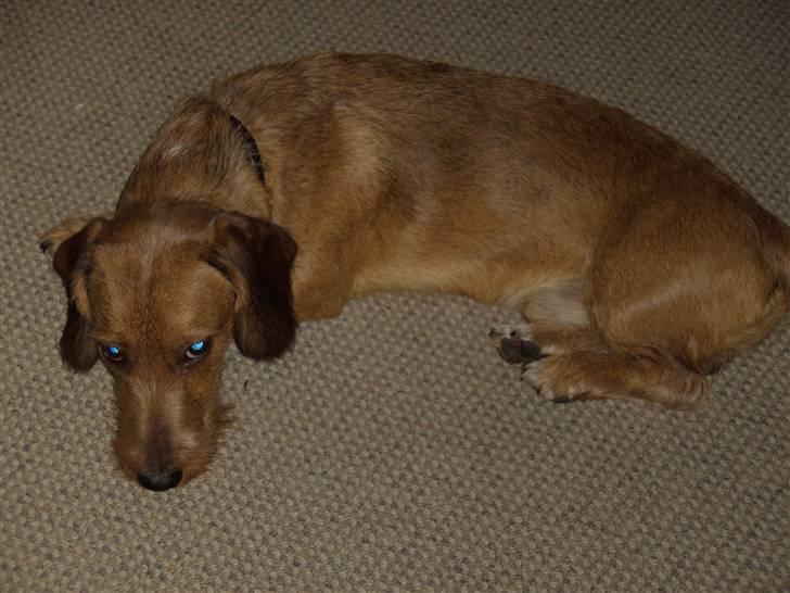 Gravhund trooper - jeg vil sove. billede 16