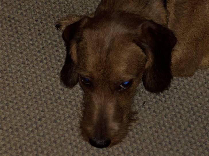 Gravhund trooper - hej hej billede 17