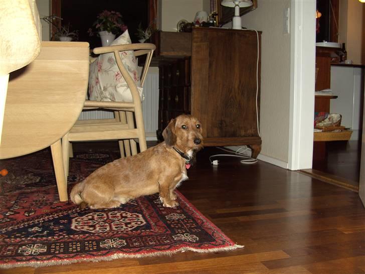 Gravhund trooper - sidder han ikke godt billede 18