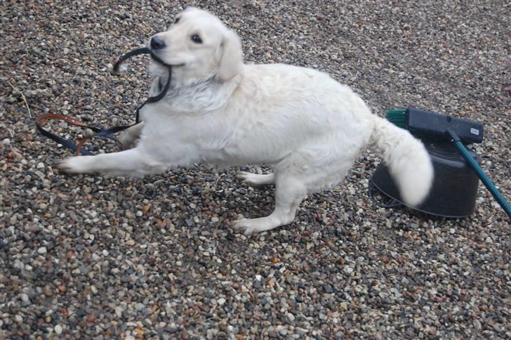 Golden retriever Mischa - Juhu!. billede 5