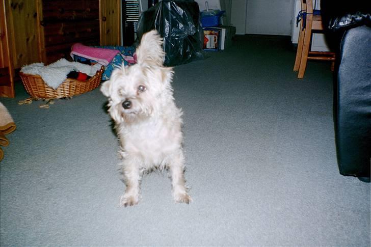 Blanding af racer asterix desvære død billede 1