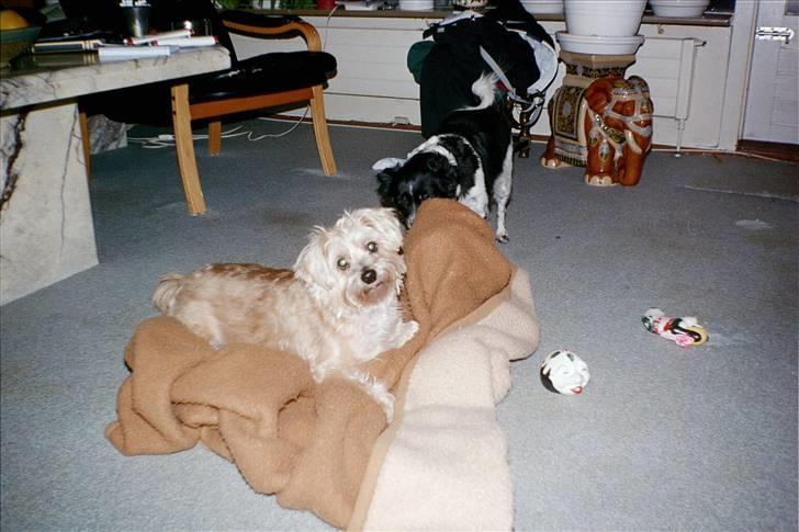 Blanding af racer asterix desvære død billede 2