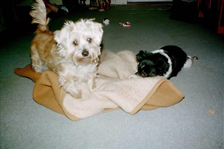 Blanding af racer asterix desvære død billede 3