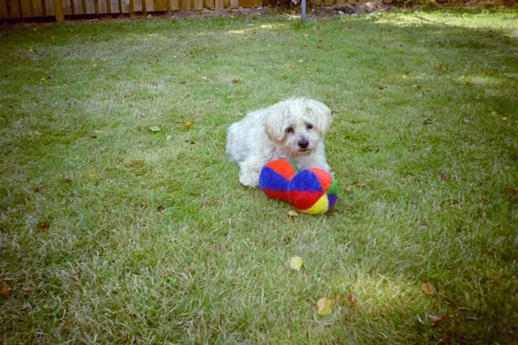 Blanding af racer asterix desvære død billede 4