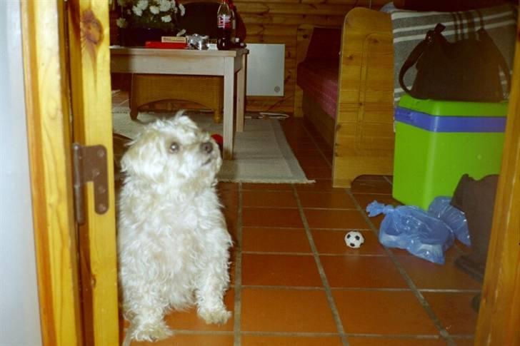 Blanding af racer asterix desvære død billede 5