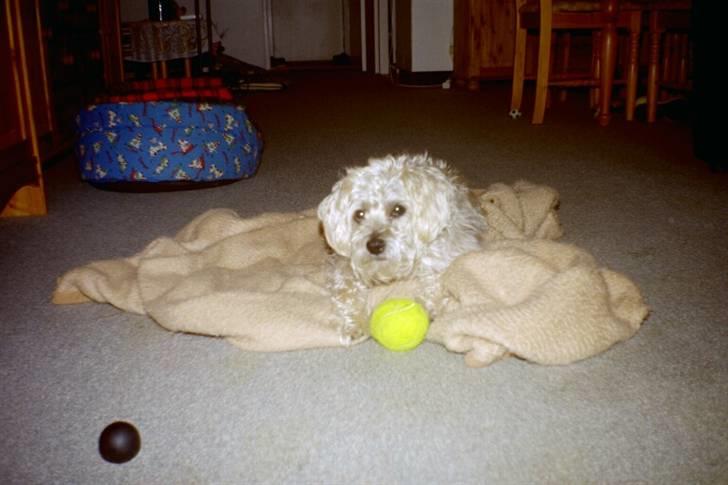 Blanding af racer asterix desvære død billede 6