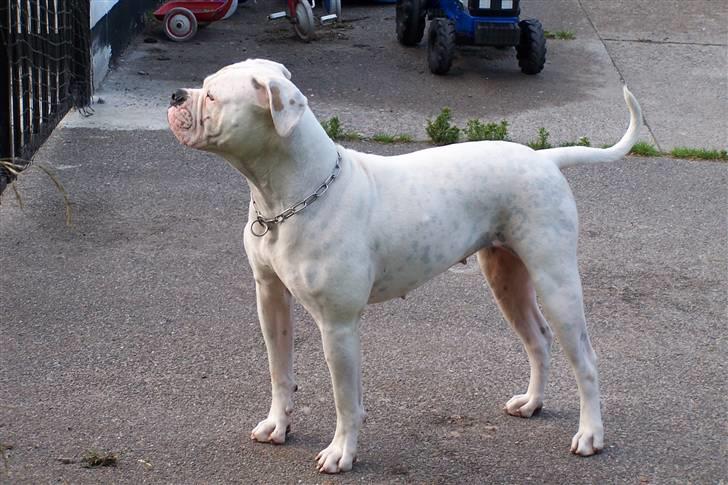 Amerikansk bulldog Tenna billede 1