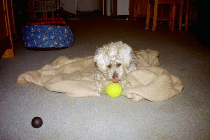 Blanding af racer asterix desvære død billede 7