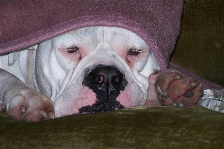 Amerikansk bulldog Tenna billede 2