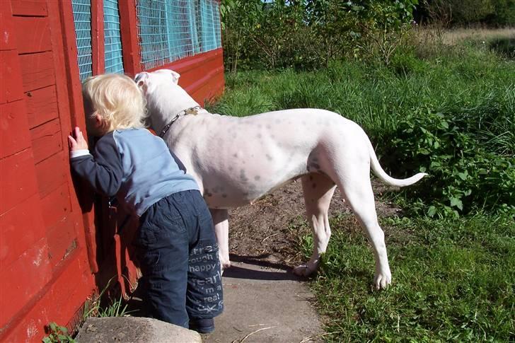 Amerikansk bulldog Tenna billede 3