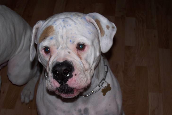 Amerikansk bulldog Tenna billede 4