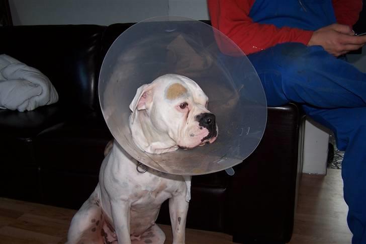 Amerikansk bulldog Tenna billede 5