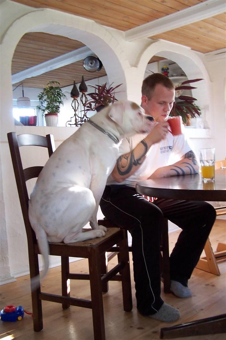 Amerikansk bulldog Tenna billede 6