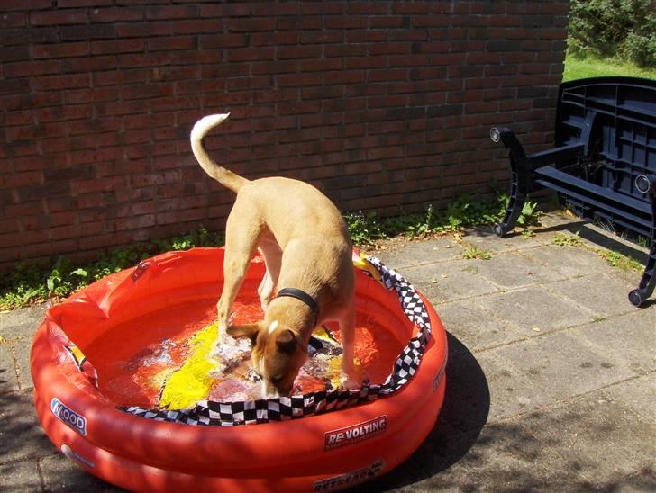 Blanding af racer grækerhunden Trøffel billede 12