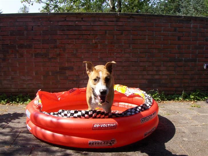 Blanding af racer grækerhunden Trøffel billede 13