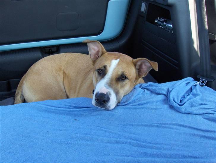 Blanding af racer grækerhunden Trøffel billede 14