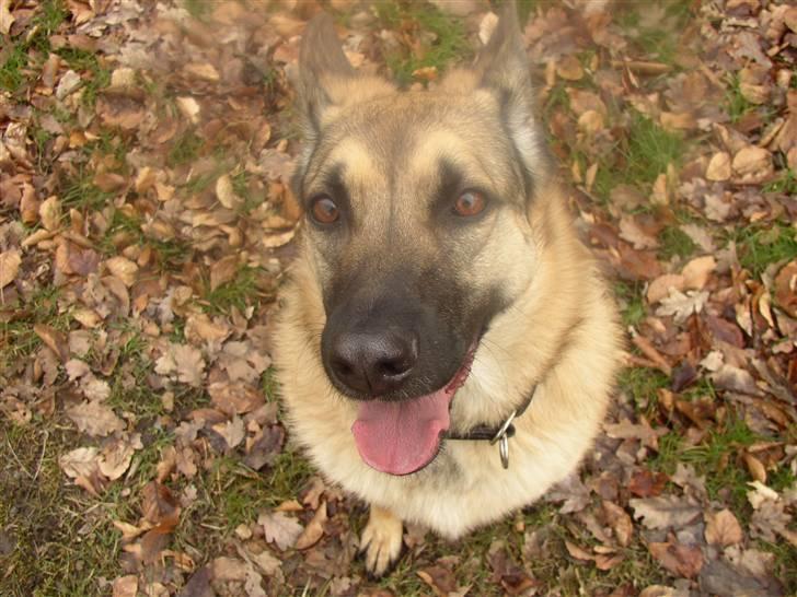 Blanding af racer Græsk gadehund, Ronja - skal vi lege billede 1