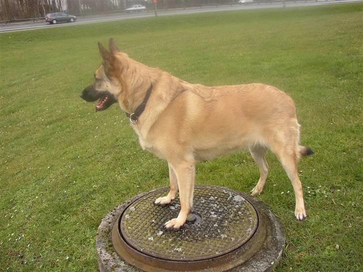 Blanding af racer Græsk gadehund, Ronja - er jeg ikke sød billede 3