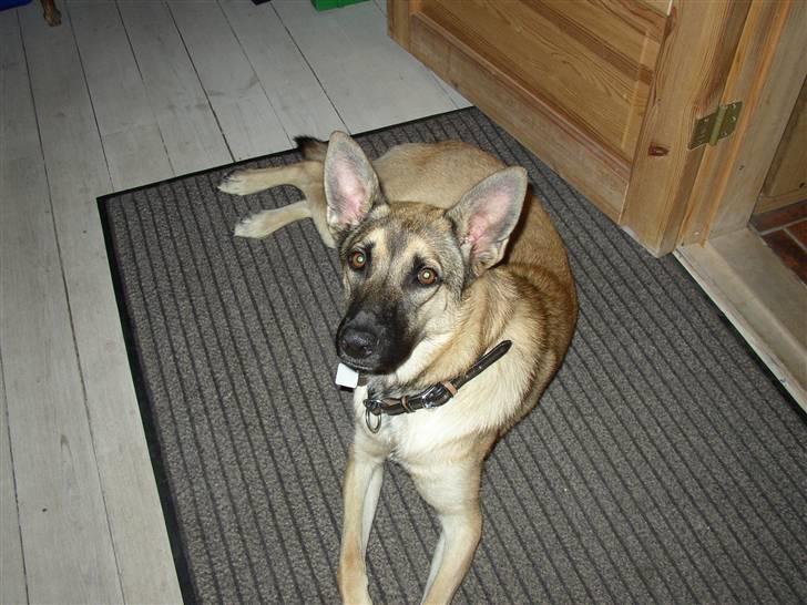 Blanding af racer Græsk gadehund, Ronja - så vil jeg gerne sove lidt billede 4