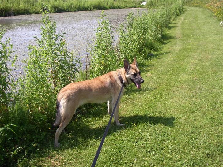 Blanding af racer Græsk gadehund, Ronja - jeg kan da godt lige stille mig op billede 5