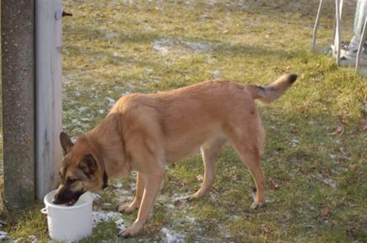 Blanding af racer Græsk gadehund, Ronja - dejligt med lidt vand har lige leget med en hel masse grækerhunde. billede 6