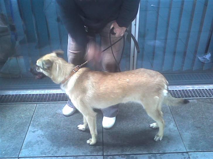 Blanding af racer Græsk gadehund, Ronja - Ronja i lufthavnen. billede 7