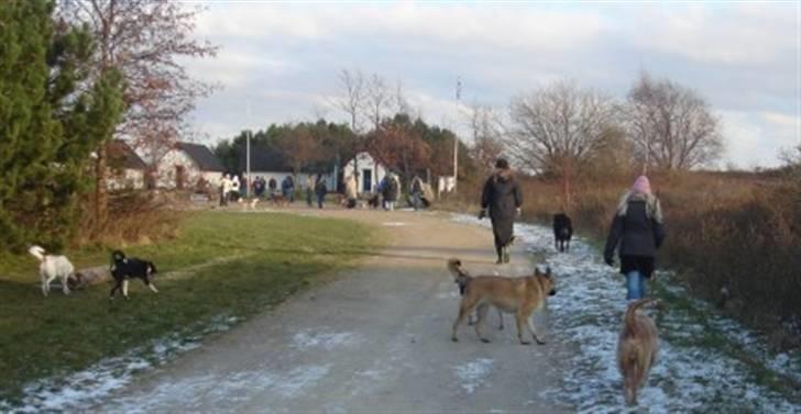 Blanding af racer Græsk gadehund, Ronja billede 8