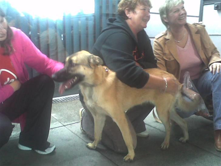 Blanding af racer Græsk gadehund, Ronja - da RONJA kom til danmark billede 9