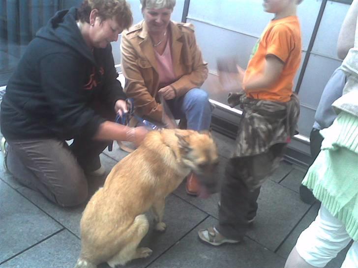 Blanding af racer Græsk gadehund, Ronja billede 10