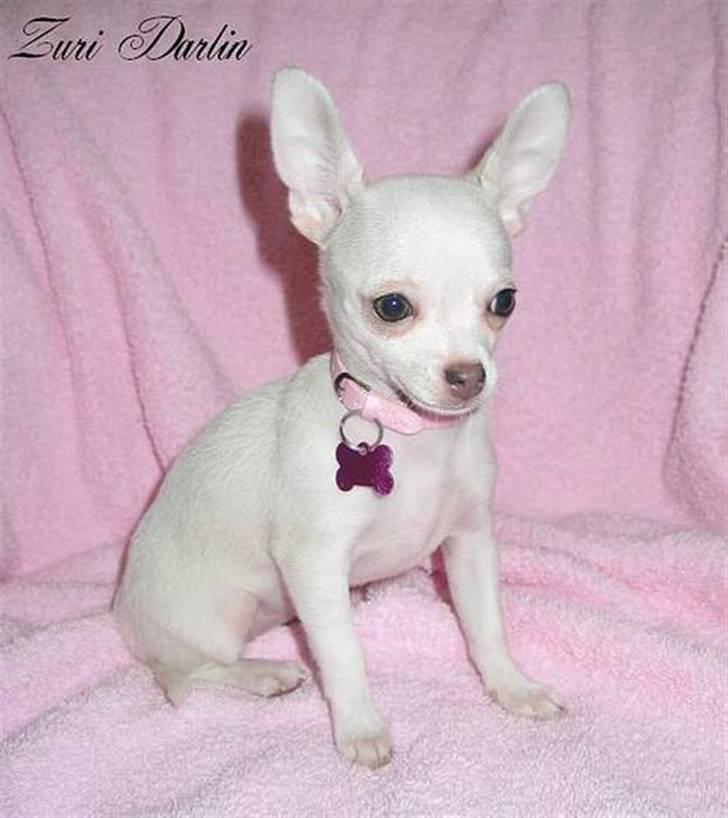 Chihuahua Zuie billede 1