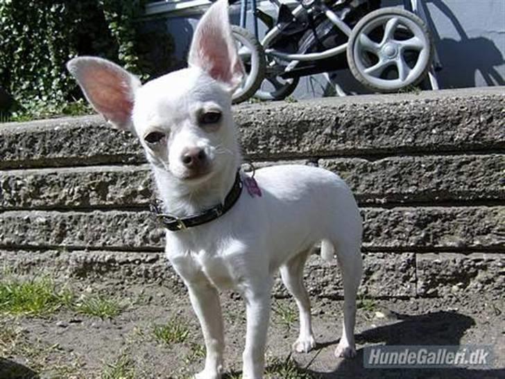 Chihuahua Zuie billede 2