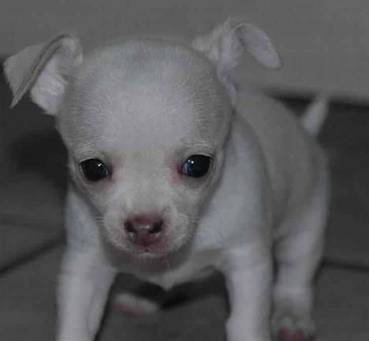 Chihuahua Zuie billede 3